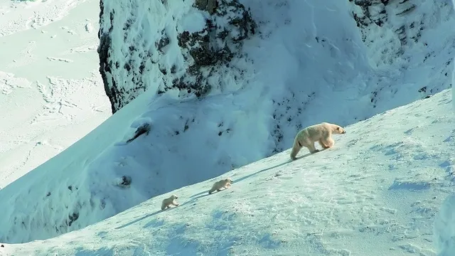 A. Bezrukov moonbear@rambler.ru