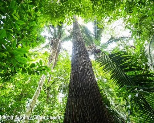 Forest next to the Tapajós river, in Sawré Muybu Indigenous Land, home to the Munduruku people, Pará state, Brazil. Brazilian Government plans to build 43 dams in the Tapajós river basin. The largest planned dam, São Luiz do Tapajós, will impact the life 