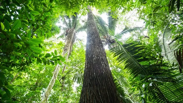 Forest next to the Tapajós river, in Sawré Muybu Indigenous Land, home to the Munduruku people, Pará state, Brazil. Brazilian Government plans to build 43 dams in the Tapajós river basin. The largest planned dam, São Luiz do Tapajós, will impact the life 