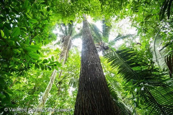 Forest next to the Tapajós river, in Sawré Muybu Indigenous Land, home to the Munduruku people, Pará state, Brazil. Brazilian Government plans to build 43 dams in the Tapajós river basin. The largest planned dam, São Luiz do Tapajós, will impact the life of indigenous peoples and riverside communities. Mega-dams like these threaten the fragile biome of the Amazon, where rivers are fundamental to regeneration and distribution of plant species and the survival of local flora. Renewable energy, such as solar and wind, holds the key to Brazil’s energy future. Floresta próxima ao Rio Tapajós, na região da Terra Indígena Sawré Muybu, do povo Munduruku, no Pará. O governo brasileiro planeja construir 43 hidrelétricas na bacia do Tapajós. A maior delas, São Luiz do Tapajós, terá impacto sobre a vida dos povos indígenas e comunidades ribeirinhas. Barragens como essas ameaçam o frágil bioma da Amazônia, onde os rios são fundamentais para a regeneração e distribuição de espécies vegetais e a sobrevivência da flora local. Energias renováveis, como solar e eólica, detêm a chave para o futuro energético do Brasil. Itaituba, Pará. 28/02/2016. Foto: Valdemir Cunha/Greenpeace.