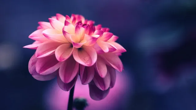 flower_pink_petals_bud_close_up_119905_1280x720-2.jpg