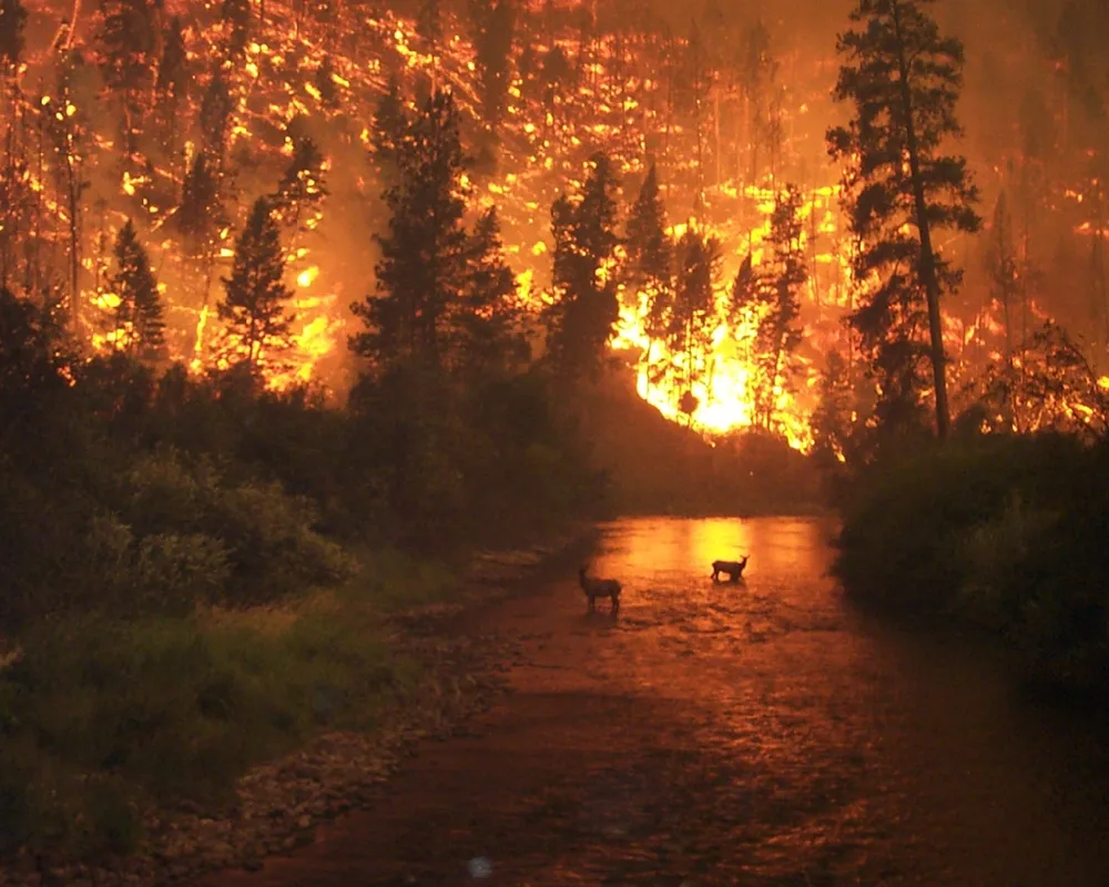 A wildfire on the East Fork of the Bitterroot River on the Sula Complex in the Bitterroot National Forest in Montana, United States.