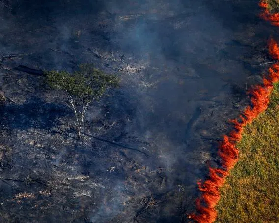 Amazonia-queimando