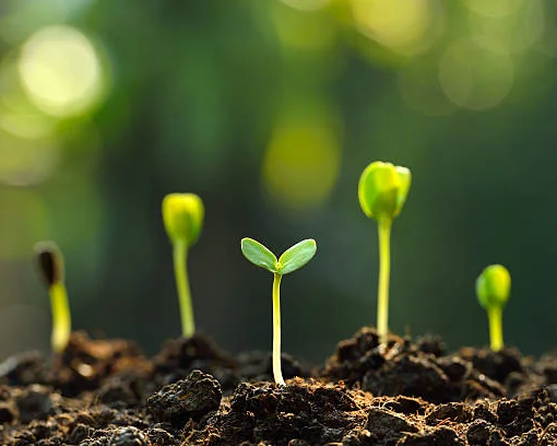 Green seedlings growing from soil, symbolising environmental protection.