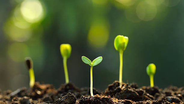 Green seedlings growing from soil, symbolising environmental protection.