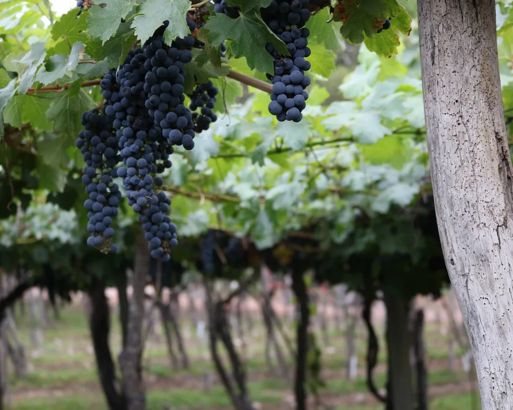 Vinhedos na região de Mendoza, na Argentina