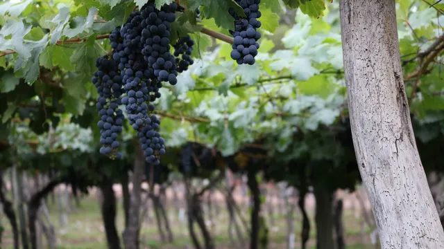 Vinhedos na região de Mendoza, na Argentina