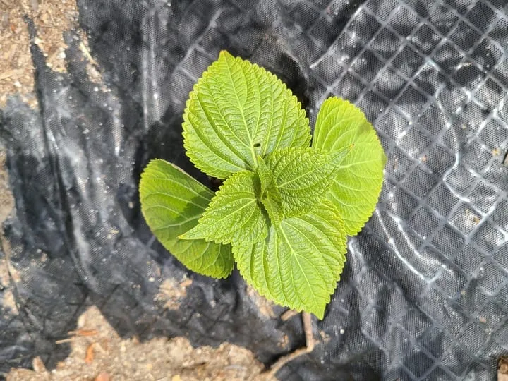 perilla_plant_720.jpg