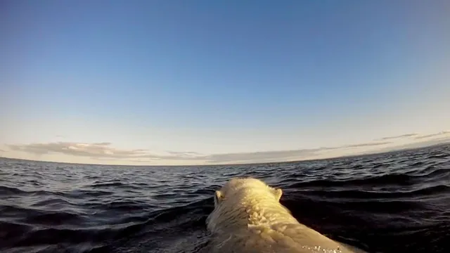 polar-bears-gopro.jpg