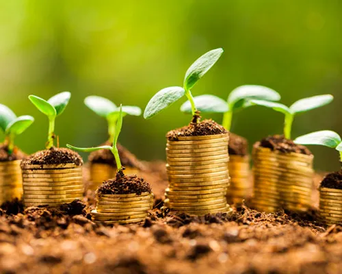 moedas cobertas por terra e plantas