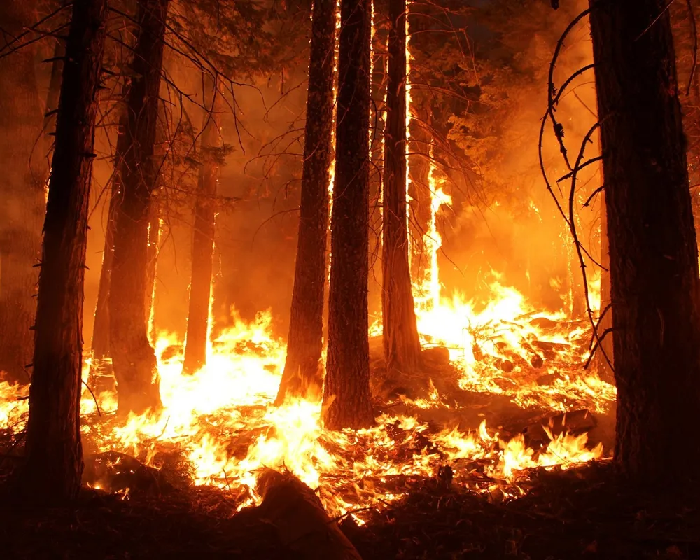 Wildfire - climate crisis
