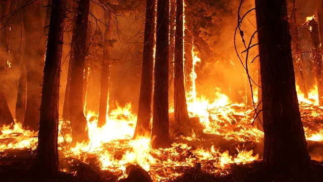 Wildfire - climate crisis