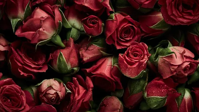 valentine-s-day-beautiful-red-roses-close-up-wallpaper-960x600-14065_1.jpg
