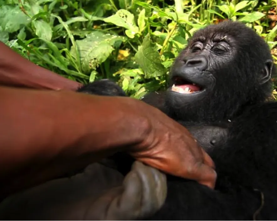 virunga
