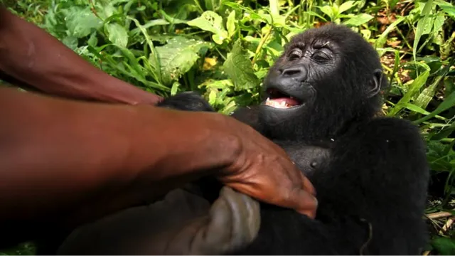 virunga