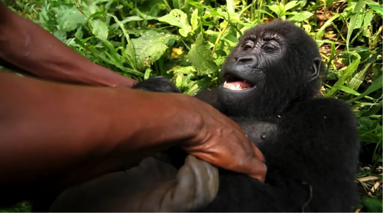 virunga