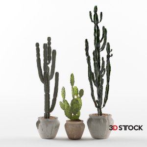 Plant Set Cactus