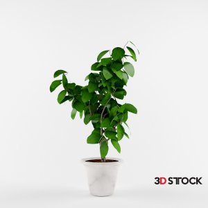 White Potted Plant