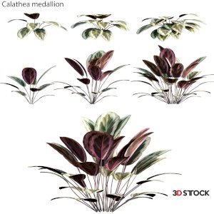 Calathea medallion