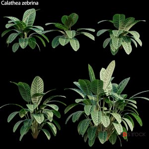 Calathea zebrina