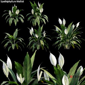 Spathiphyllum Wallisii
