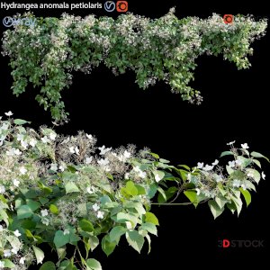 Hydrangea anomala petiolaris - Climbing Hydrangea 01