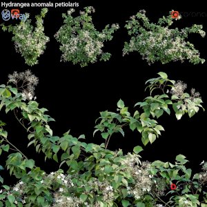 Hydrangea anomala petiolaris - Climbing Hydrangea 02