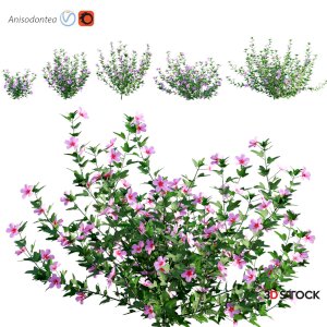 Anisodontea