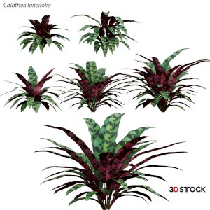 Calathea lancifolia