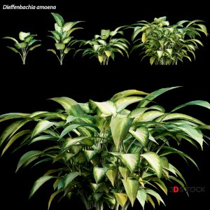 Dieffenbachia amoena