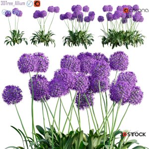 Allium globemaster 01