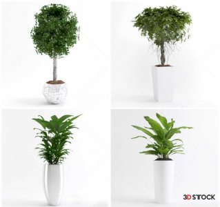 Plants Sketchup Modeling