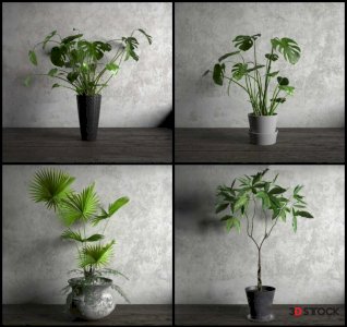 Plants Sketchup Modeling