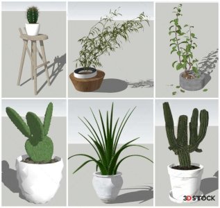 Plant Sketchup Modeling
