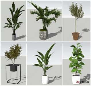 Plant Sketchup Modeling