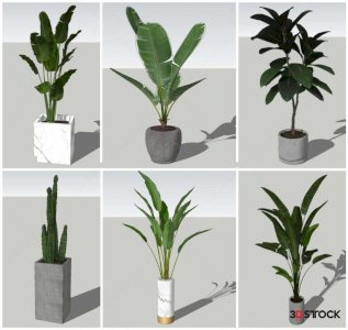 Plant Sketchup Modeling