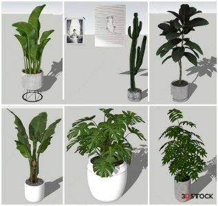 Plant Sketchup Modeling