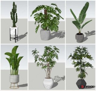 Plant Sketchup Modeling