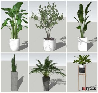 Plant Sketchup Modeling