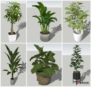 Plant Sketchup Modeling
