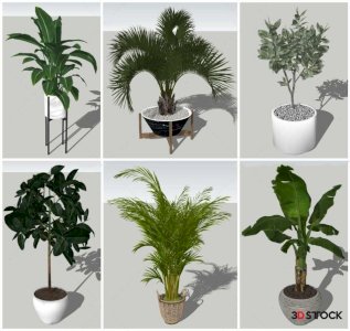 Plant Sketchup Modeling