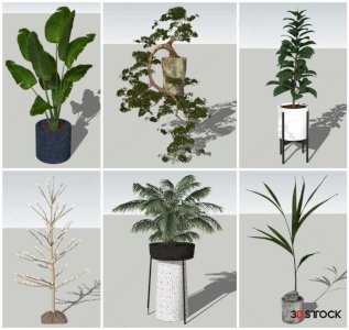 Plant Sketchup Modeling