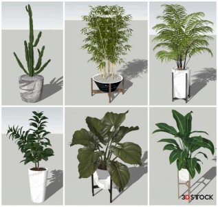 Plant Sketchup Modeling