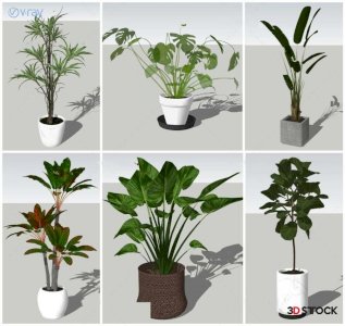 Plant Sketchup Modeling