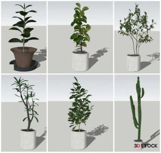 Plant Sketchup Modeling