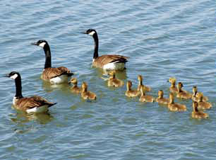 SIA ducks in environment