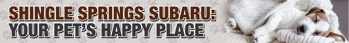 Shingle Springs Subaru Your Pet’s Happy Place