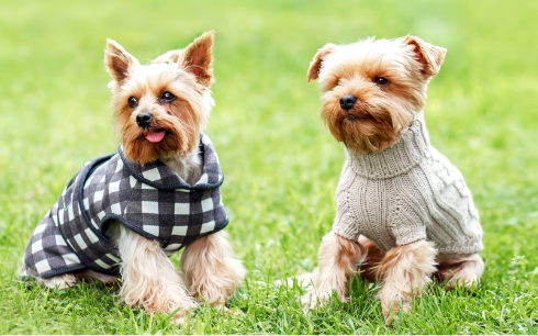 Two Happy Dogs standing in a yard