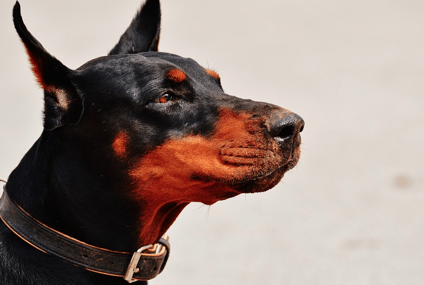Learn which dog breeds can help you protect your home and family with help from Advanced Lock & Security Learn which dog breeds can help you protect your home and family with help from Advanced Lock & Security