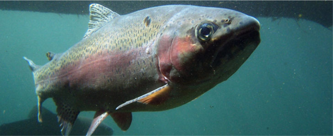 Pink Salmon Species Facts